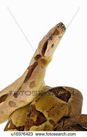 Red-Tailed Boa, Snake, Python View Large Photo Image Stock Image - Red-Tailed Boa, Snake, Python. Fotosearch