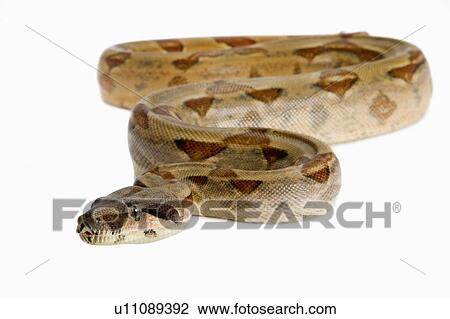 Red-Tailed Boa, Snake, Python View Large Photo Image Stock Image - Red-Tailed Boa, Snake, Python. Fotosearch