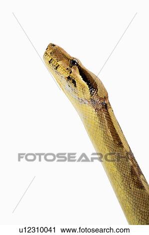 Red-Tailed Boa, Snake, Python View Large Photo Image Stock Image - Red-Tailed Boa, Snake, Python. Fotosearch