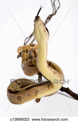 Stock Image - Red-Tailed Boa, Snake, Python. Fotosearch