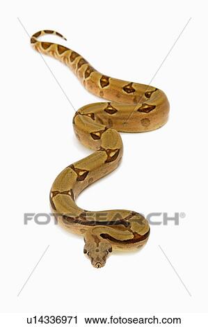 Stock Image - Red-Tailed Boa, Snake, Python. Fotosearch