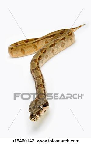 Stock Image - Red-Tailed Boa, Snake, Python. Fotosearch