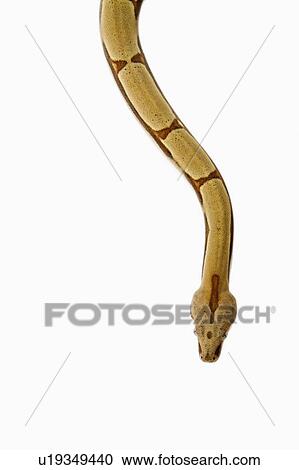 Stock Image - Red-Tailed Boa, Snake, Python. Fotosearch