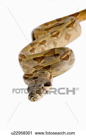 Red-Tailed Boa, Snake, Python View Large Photo Image Stock Image - Red-Tailed Boa, Snake, Python. Fotosearch