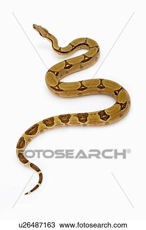 Stock Image - Red-Tailed Boa, Snake, Python. Fotosearch