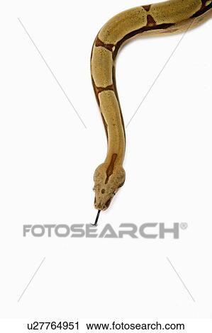Stock Image - Red-Tailed Boa, Snake, Python. Fotosearch