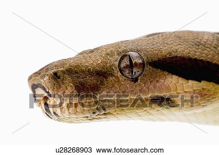 Red-Tailed Boa, Snake, Python View Large Photo Image Stock Image - Red-Tailed Boa, Snake, Python. Fotosearch