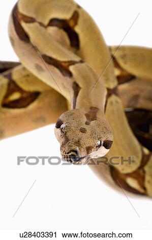 Stock Image - Red-Tailed Boa, Snake, Python. Fotosearch