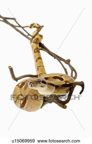 Red-Tailed Boa, Snake, Python View Large Photo Image Stock Photo - Red-Tailed Boa, Snake, Python. Fotosearch