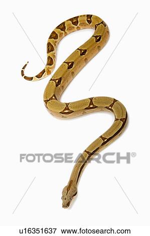 Stock Photo - Red-Tailed Boa, Snake, Python. Fotosearch