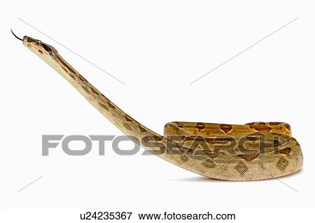 Red-Tailed Boa, Snake, Python View Large Photo Image Stock Photo - Red-Tailed Boa, Snake, Python. Fotosearch