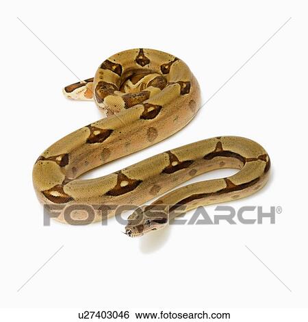 Stock Photograph - Red-Tailed Boa, Snake, Python. Fotosearch