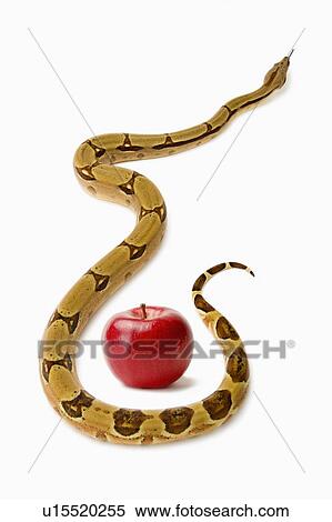 Red-Tailed Boa, Snake, Python View Large Photo Image Stock Photography - Red-Tailed Boa, Snake, Python. Fotosearch