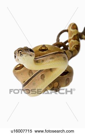 Stock Photography - Red-Tailed Boa, Snake, Python. Fotosearch