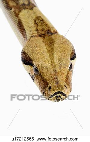 Stock Photography - Red-Tailed Boa, Snake, Python. Fotosearch