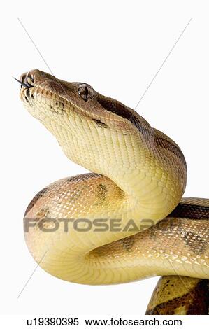 Red-Tailed Boa, Snake, Python View Large Photo Image Stock Photography - Red-Tailed Boa, Snake, Python. Fotosearch