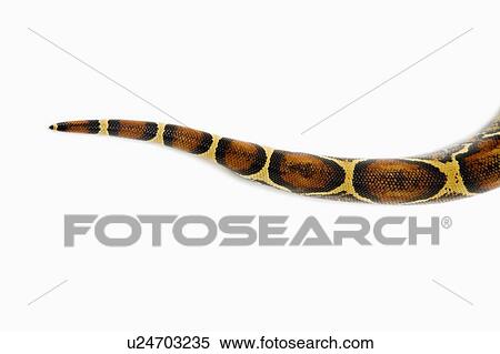 Red-Tailed Boa, Snake, Python View Large Photo Image Stock Photography - Red-Tailed Boa, Snake, Python. Fotosearch