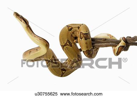 Stock Photography - Red-Tailed Boa, Snake, Python. Fotosearch