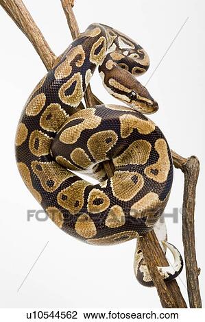 Royal Python, Snake, Python View Large Photo Image Stock Image - Royal Python, Snake, Python. Fotosearch
