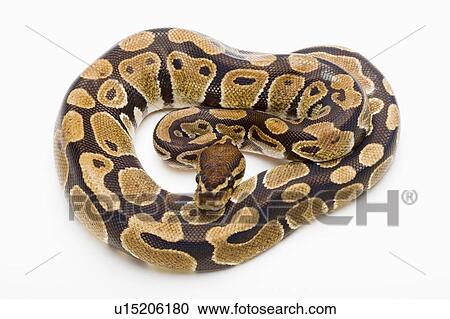 Stock Image - Royal Python, Snake, Python. Fotosearch