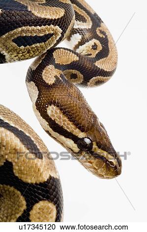 Stock Image - Royal Python, Snake, Python. Fotosearch