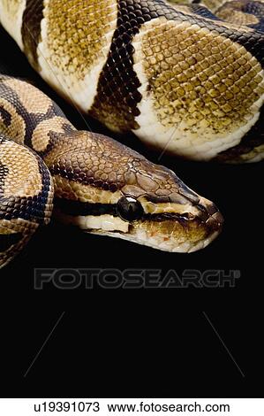 Stock Image - Royal Python, Snake, Python. Fotosearch