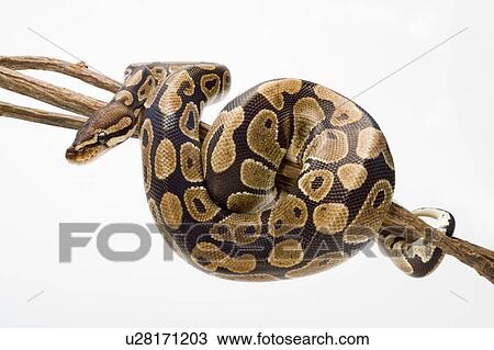 Stock Image - Royal Python, Snake, Python. Fotosearch