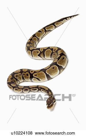 Stock Photo - Royal Python, Snake, Python. Fotosearch