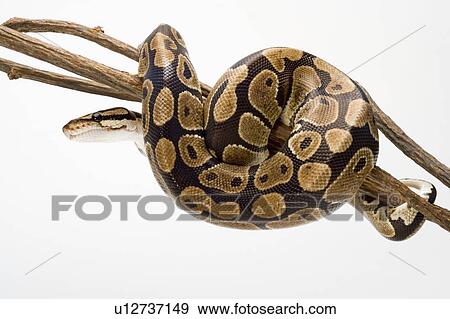 Royal Python, Snake, Python View Large Photo Image Stock Photo - Royal Python, Snake, Python. Fotosearch