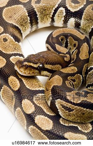 Stock Photo - Royal Python, Snake, Python. Fotosearch