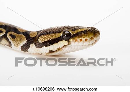Royal Python, Snake, Python View Large Photo Image Stock Photograph - Royal Python, Snake, Python. Fotosearch