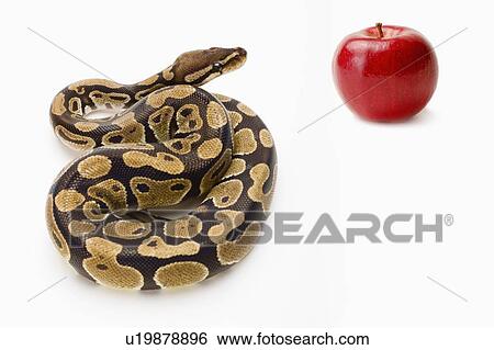 Royal Python, Snake, Python View Large Photo Image Stock Photograph - Royal Python, Snake, Python. Fotosearch