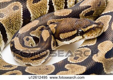 Stock Photography - Royal Python, Snake, Python. Fotosearch