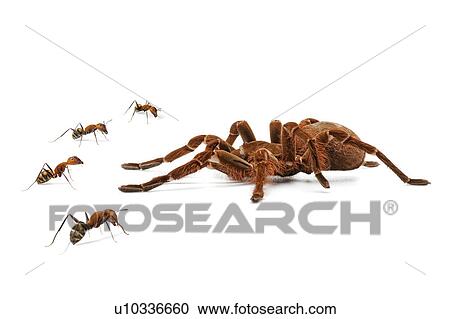 Stock Image - Spider, Spider. Fotosearch