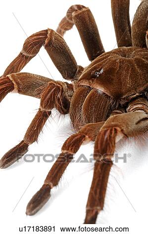 Spider, Spider View Large Photo Image Stock Image - Spider, Spider. Fotosearch