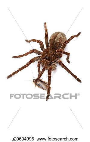 Stock Photograph - Spider, Spider. Fotosearch