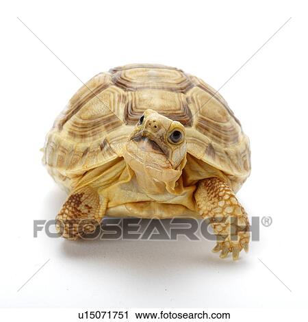 Stock Image - Spur-Thighed Tortoise, Turtle. Fotosearch
