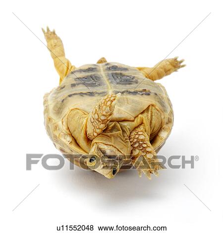Stock Photo - Spur-Thighed Tortoise, Turtle. Fotosearch