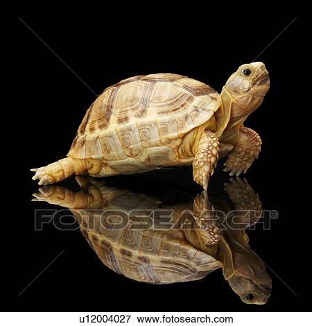 Stock Photo - Spur-Thighed Tortoise, Turtle. Fotosearch