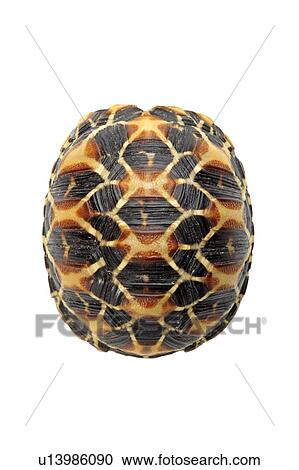 Star Tortoise, Turtle View Large Photo Image Stock Image - Star Tortoise, Turtle. Fotosearch