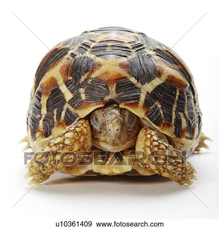 Star Tortoise, Turtle View Large Photo Image Stock Photo - Star Tortoise, Turtle. Fotosearch