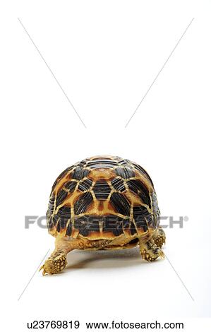 Star Tortoise, Turtle View Large Photo Image Stock Photo - Star Tortoise, Turtle. Fotosearch