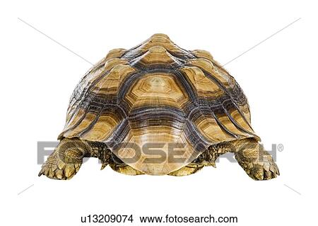 Sulcata Tortoise, Turtle View Large Photo Image Picture - Sulcata Tortoise, Turtle. Fotosearch