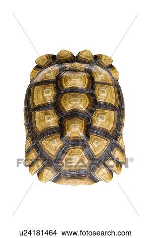 Picture - Sulcata Tortoise, Turtle. Fotosearch