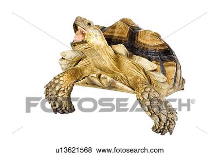 Stock Photo - Sulcata Tortoise, Turtle. Fotosearch