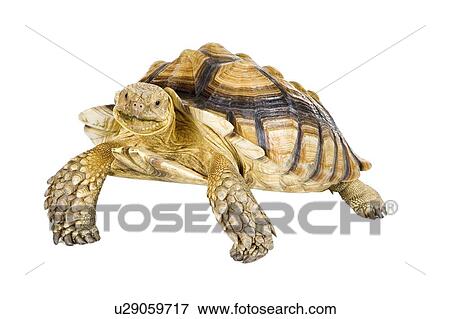 Stock Photo - Sulcata Tortoise, Turtle. Fotosearch