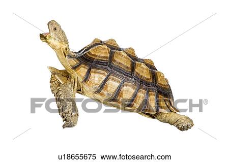 Sulcata Tortoise, Turtle View Large Photo Image Stock Photography - Sulcata Tortoise, Turtle. Fotosearch