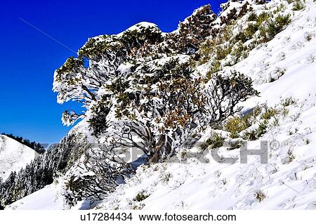 Picture - Taiwan, Mt. Hehuan. Fotosearch