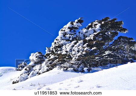 Stock Image - Taiwan, Mt. Hehuan. Fotosearch
