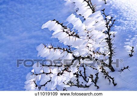 Stock Photo - Taiwan, Mt. Hehuan. Fotosearch